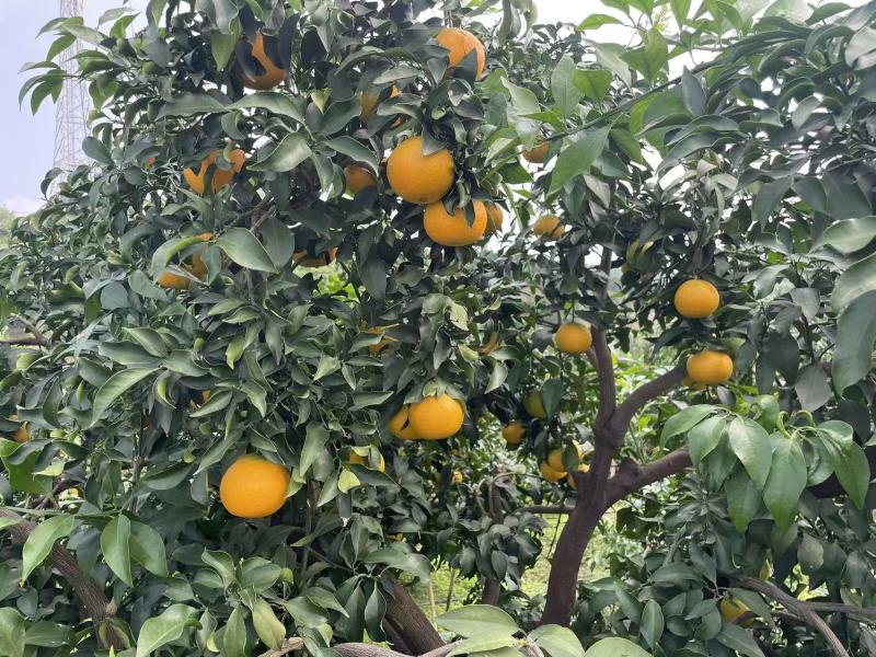 爱媛爱媛准备大量上市