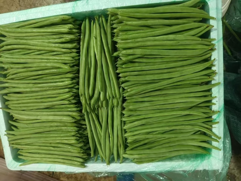 无筋豆15厘米以上大量供应，宁夏产地直发，货源充足