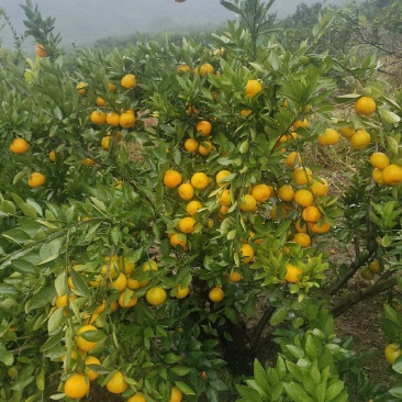 武当高山蜜桔，大量有货