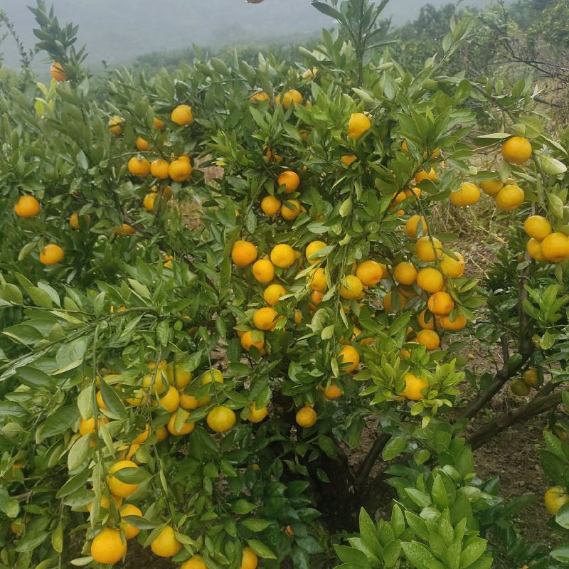 武当高山蜜桔，大量有货