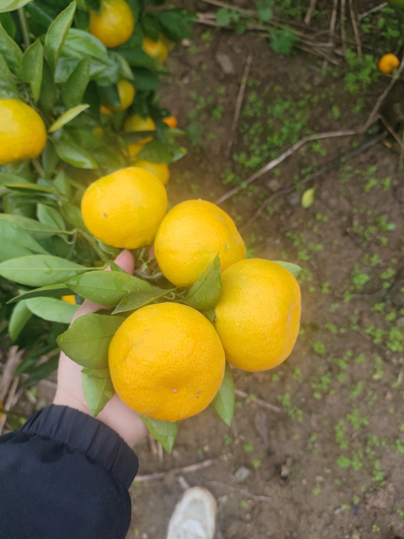 武当高山蜜桔，大量有货