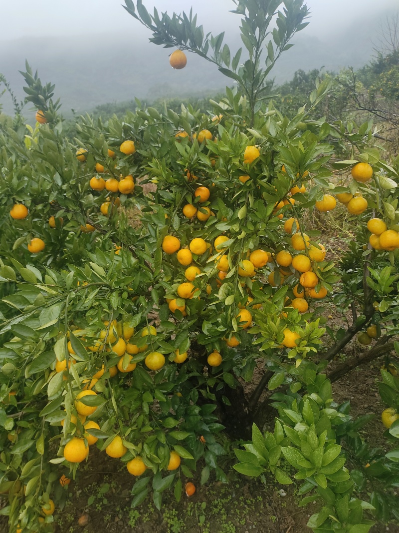 武当高山蜜桔，大量有货