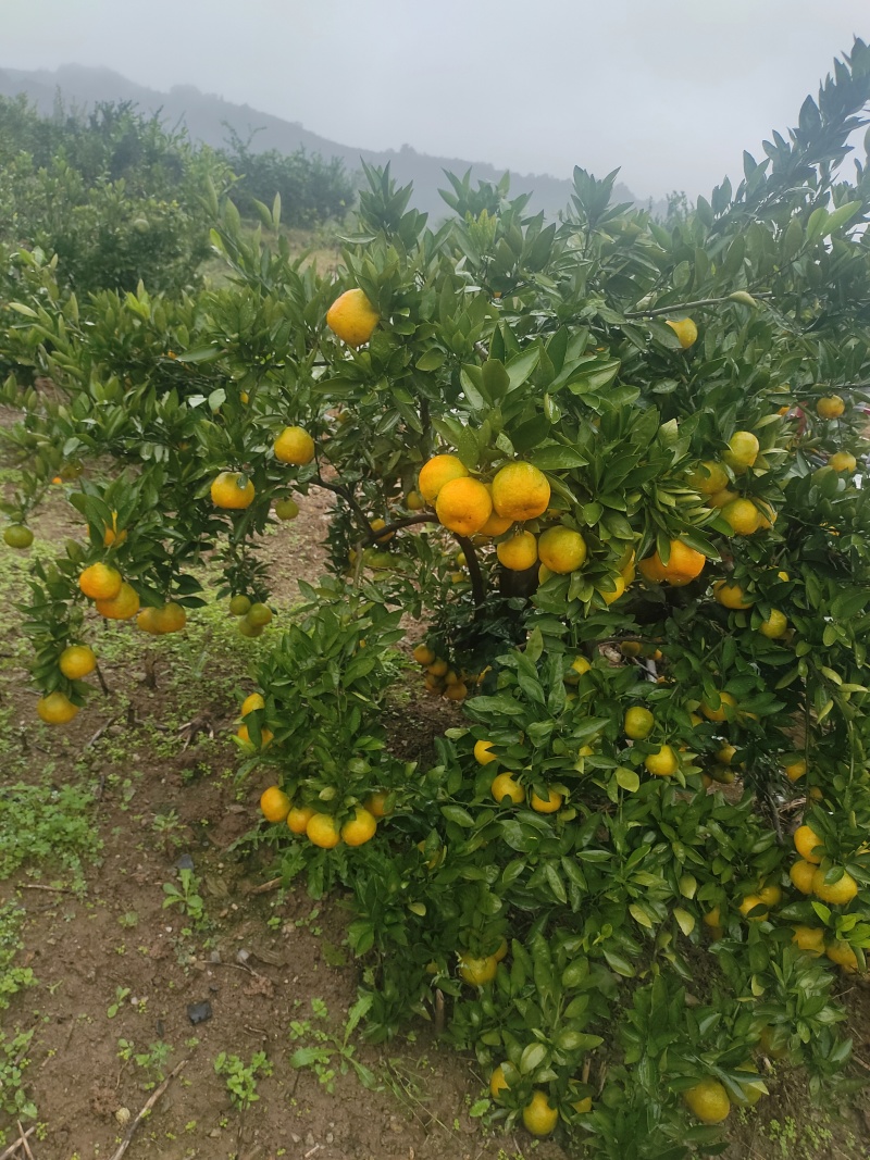 武当高山蜜桔，大量有货