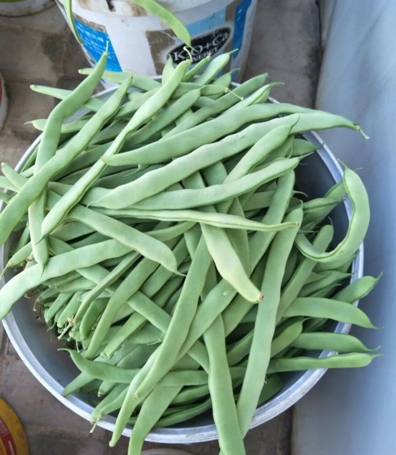 白豆角15厘米以上大量供应基地直发对接全国市场