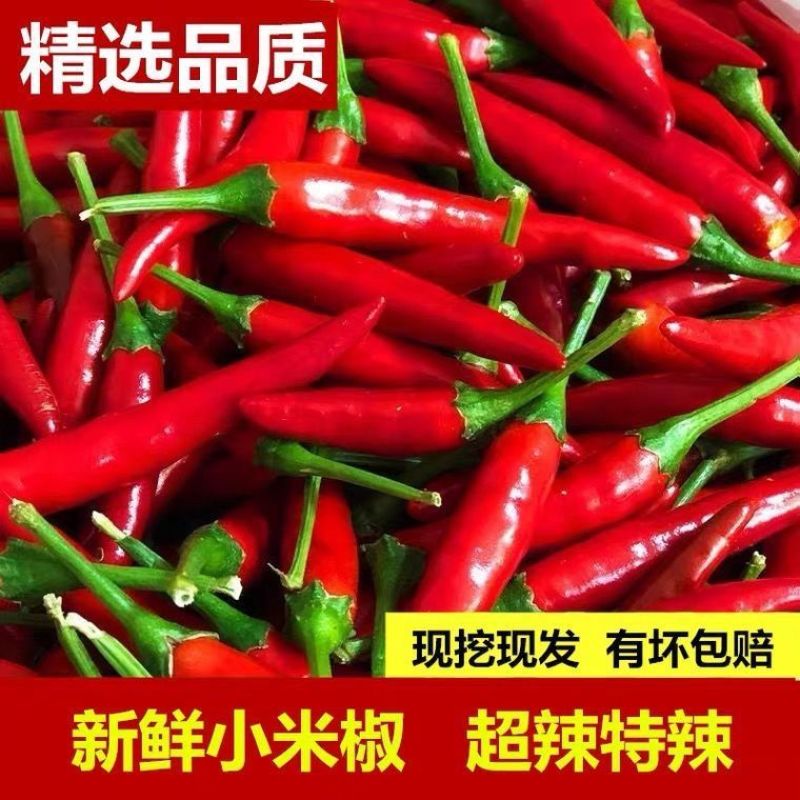 精品小米红尖椒电商货超市加工厂各大市场品质有保障需要联系