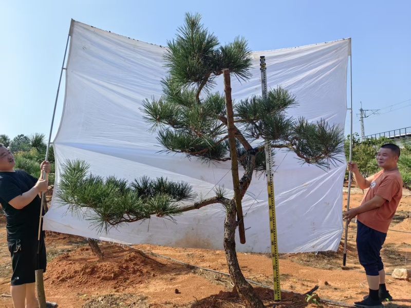 精品黑松，基地直销，物美价廉，欢迎实地考察。
