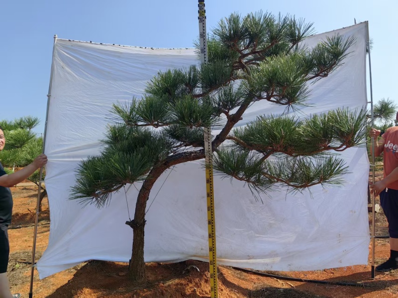 精品黑松，基地直销，物美价廉，欢迎实地考察。