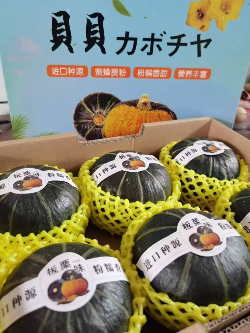 高品质贝贝南瓜全网一件代发对接各大电商平台，欢迎电联