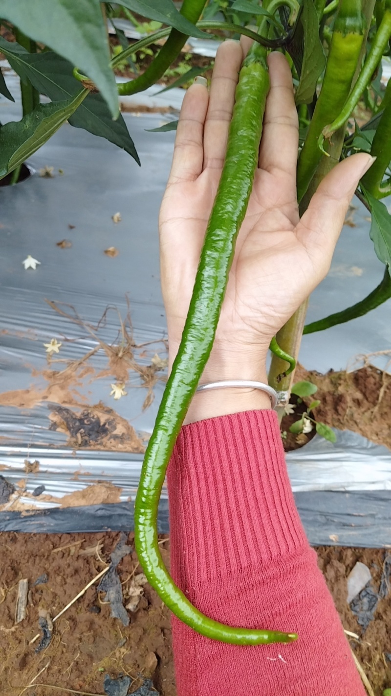 二荆条
