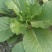 小白菜，大白菜，大量供应！