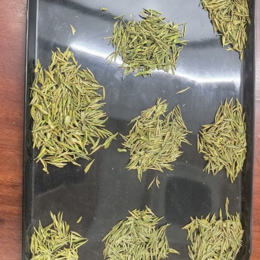 安吉白茶，黄金芽