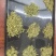 安吉白茶，黄金芽