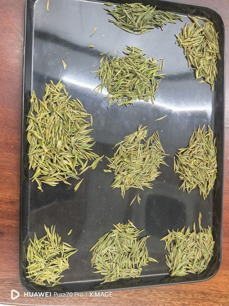 安吉白茶，黄金芽