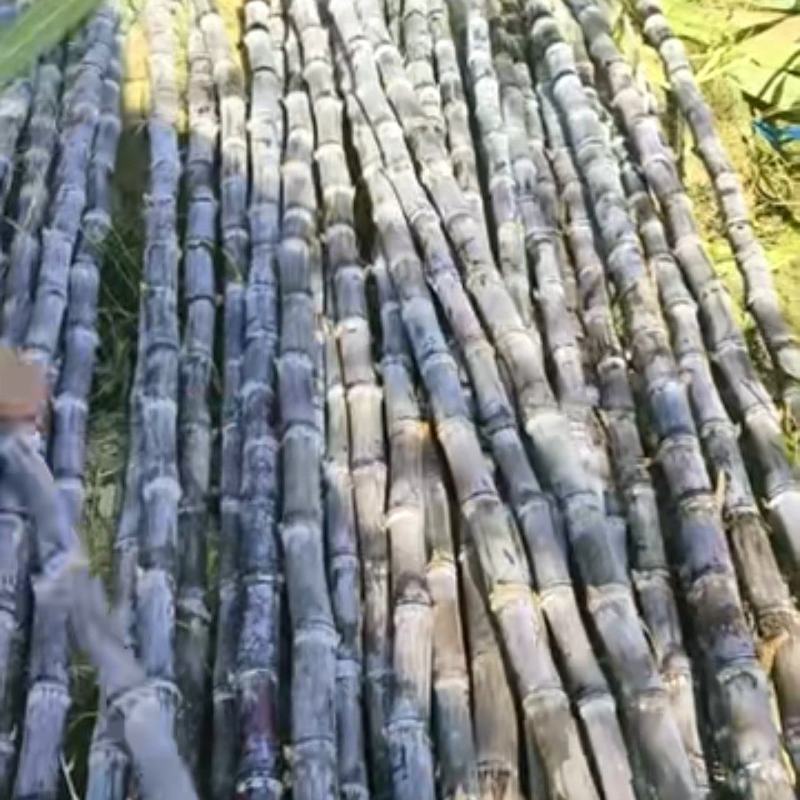 广西黑皮甘蔗