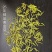 安吉白茶，黄金芽