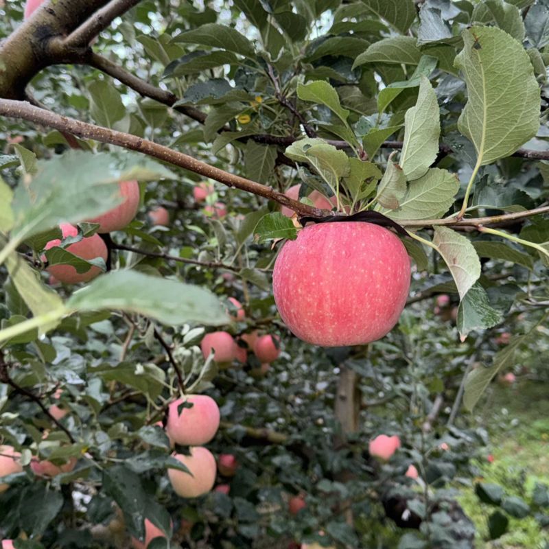 【苹果】陕西精品红富士，口感脆甜，肉质细嫩，多汁，