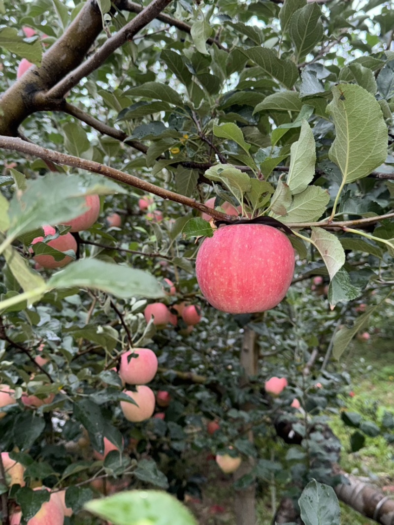【苹果】陕西精品红富士，口感脆甜，肉质细嫩，多汁，