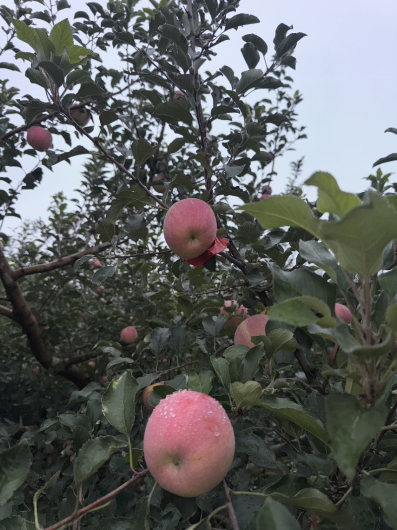 【苹果】陕西精品红富士，口感脆甜，肉质细嫩，多汁，