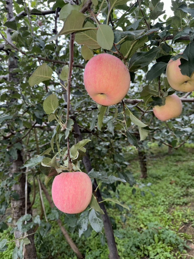 【苹果】陕西精品红富士，口感脆甜，肉质细嫩，多汁，