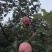 【苹果】陕西精品红富士，口感脆甜，肉质细嫩，多汁，