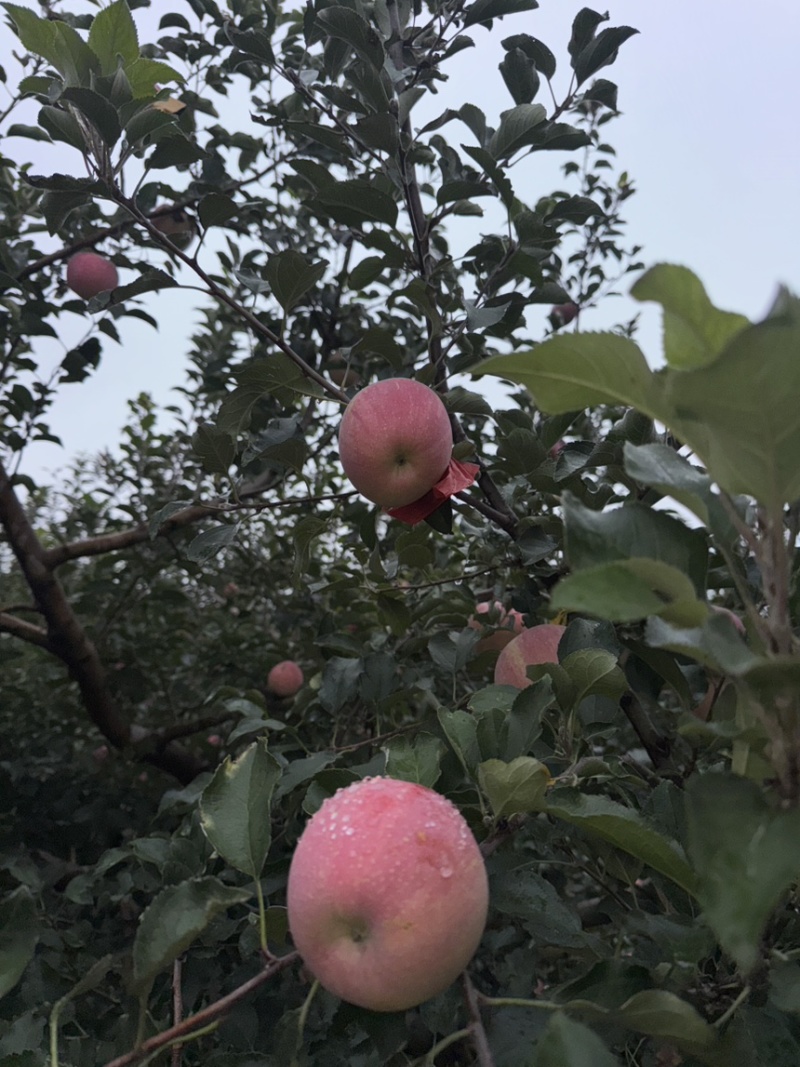 【苹果】陕西精品红富士，口感脆甜，肉质细嫩，多汁，