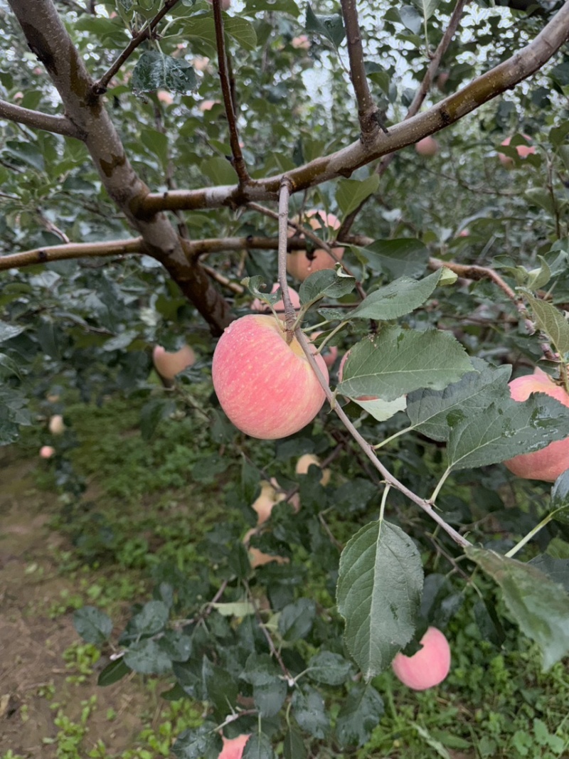 【苹果】陕西精品红富士，口感脆甜，肉质细嫩，多汁，