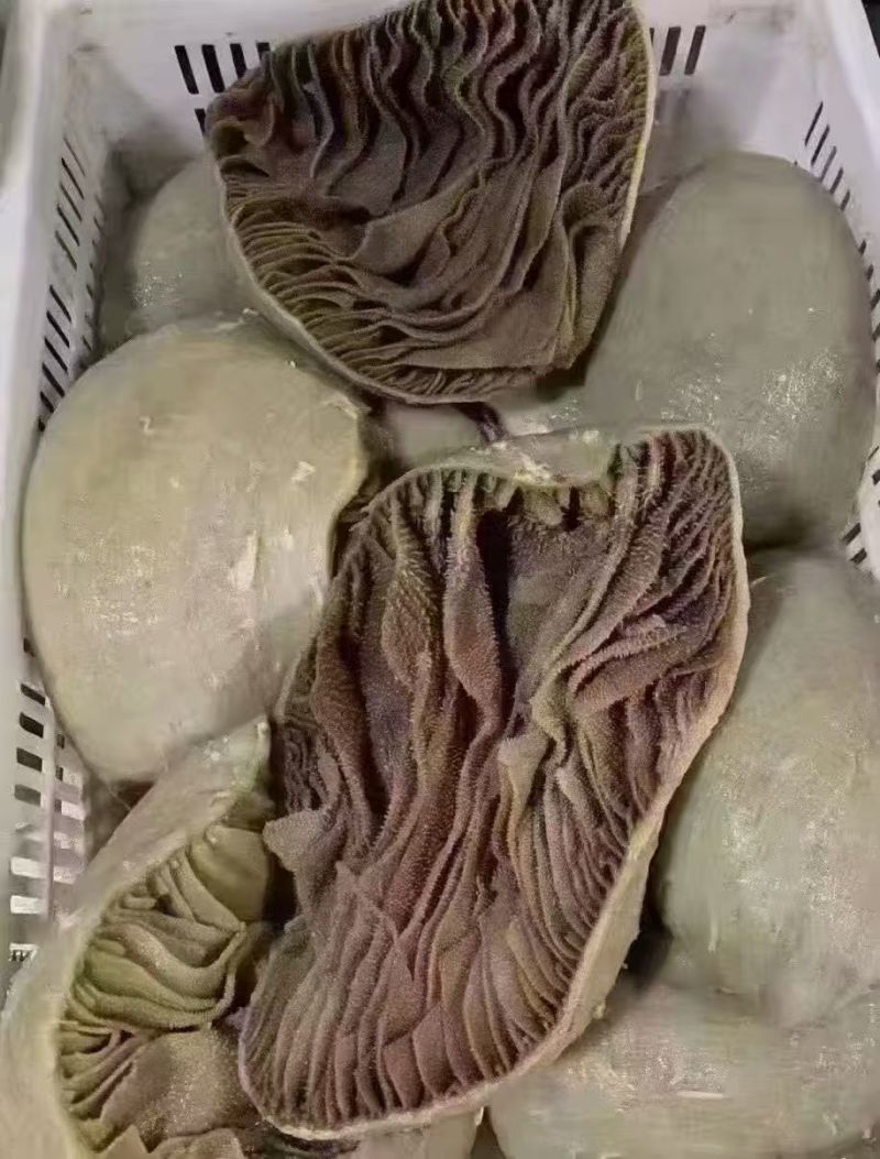 黑个个毛肚