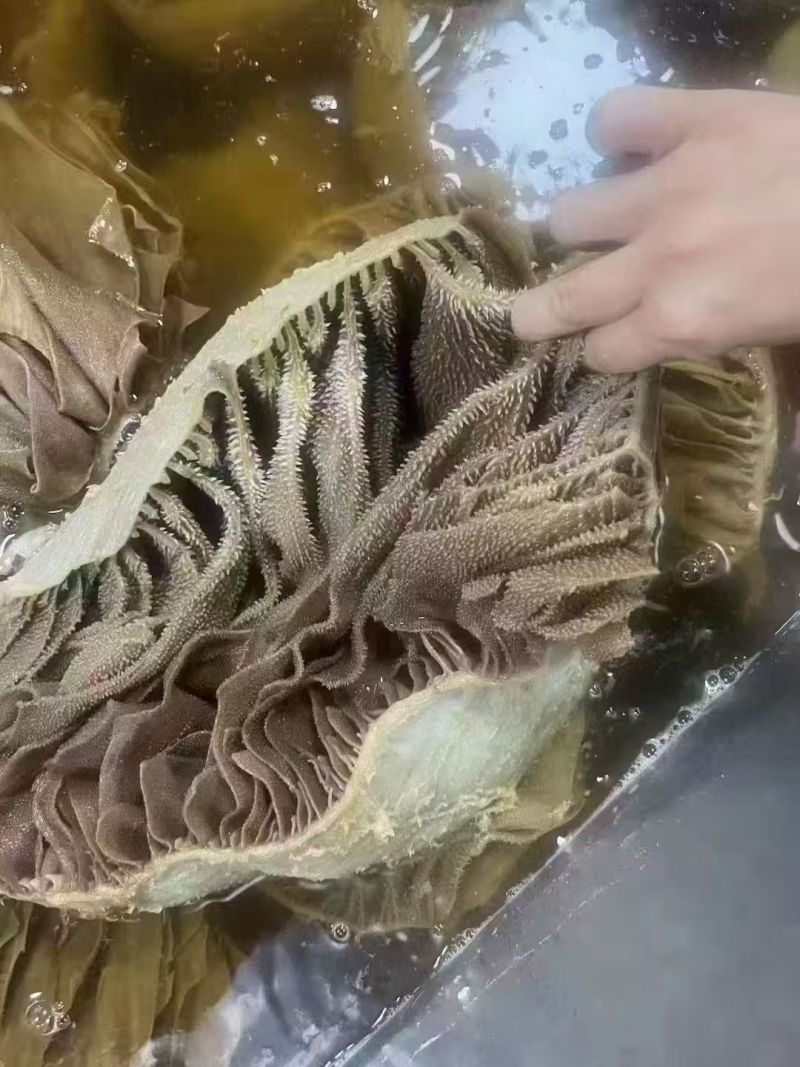 黑个个毛肚