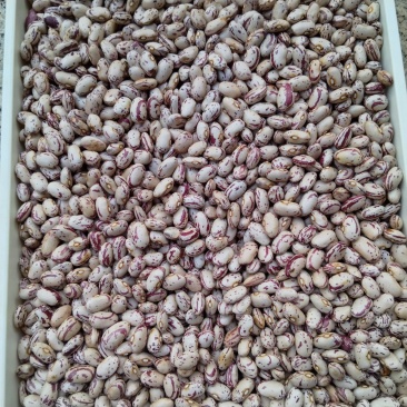 云南昆明花豆，基地一手货源直发，品质优良，视频看货