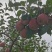 【四川苹果】汉源丑苹果/四川丑苹果/电商团购一件代发便宜