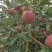 【四川苹果】汉源丑苹果/四川丑苹果/电商团购一件代发便宜