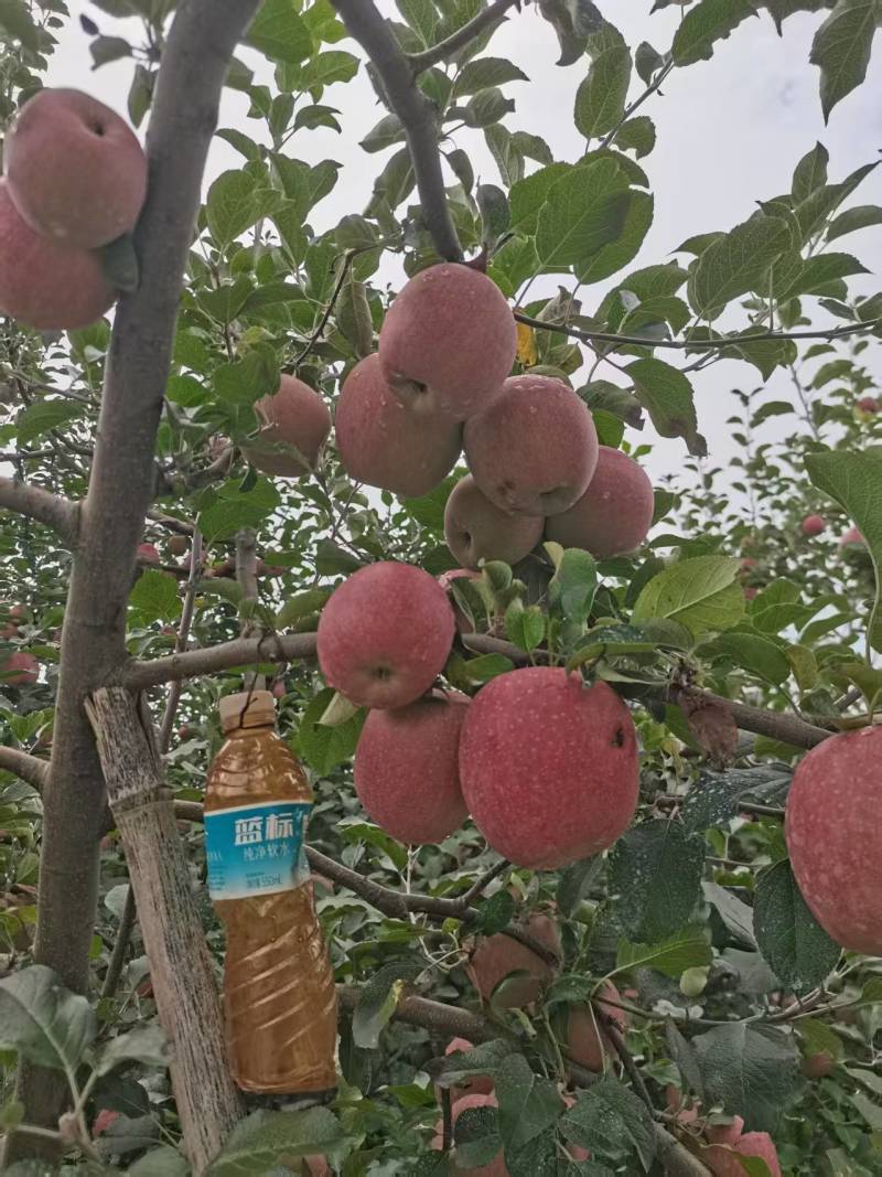 【四川苹果】汉源丑苹果/四川丑苹果/电商团购一件代发便宜
