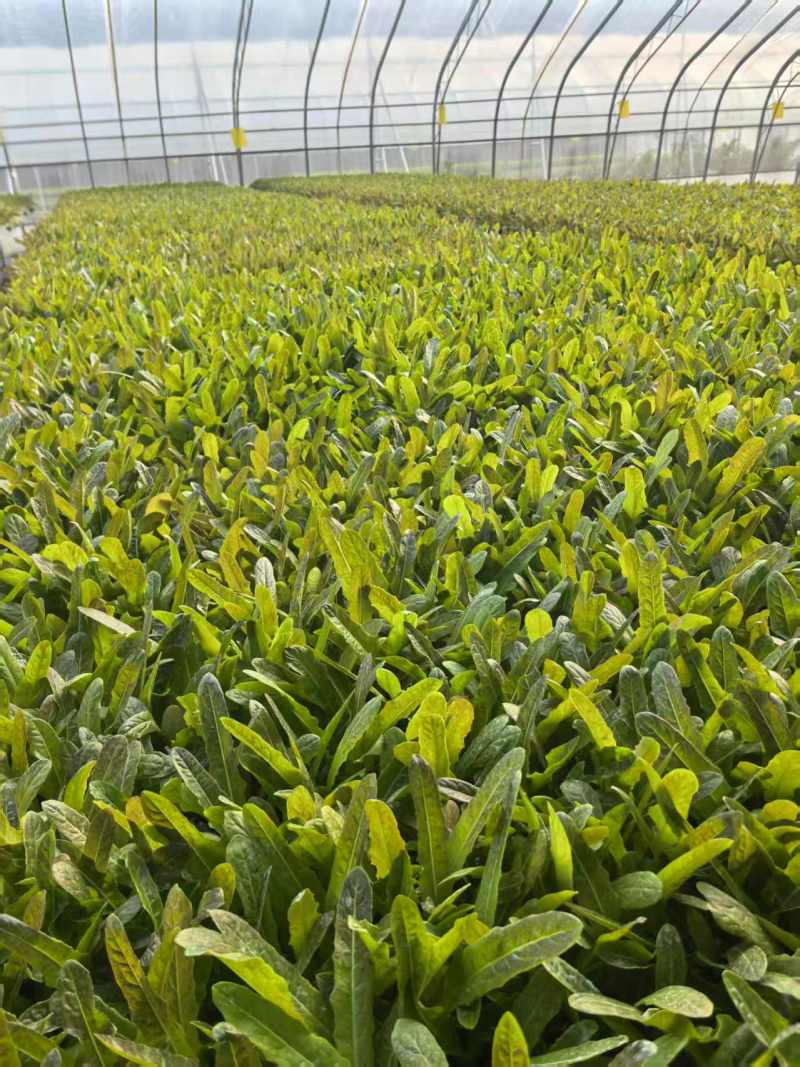 《推荐》香莴苣苗、青莴苣，红莴苣苗基地直发对接全国一条龙