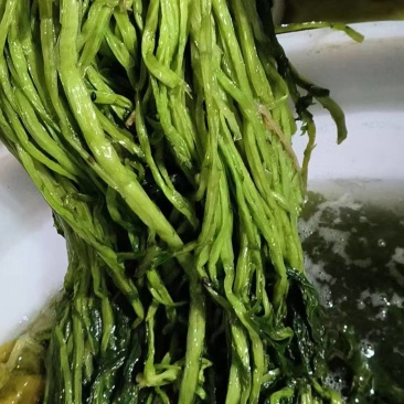 雪里红腌菜大量有货基地直供品质优可视频看货