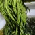 雪里红腌菜大量有货基地直供品质优可视频看货