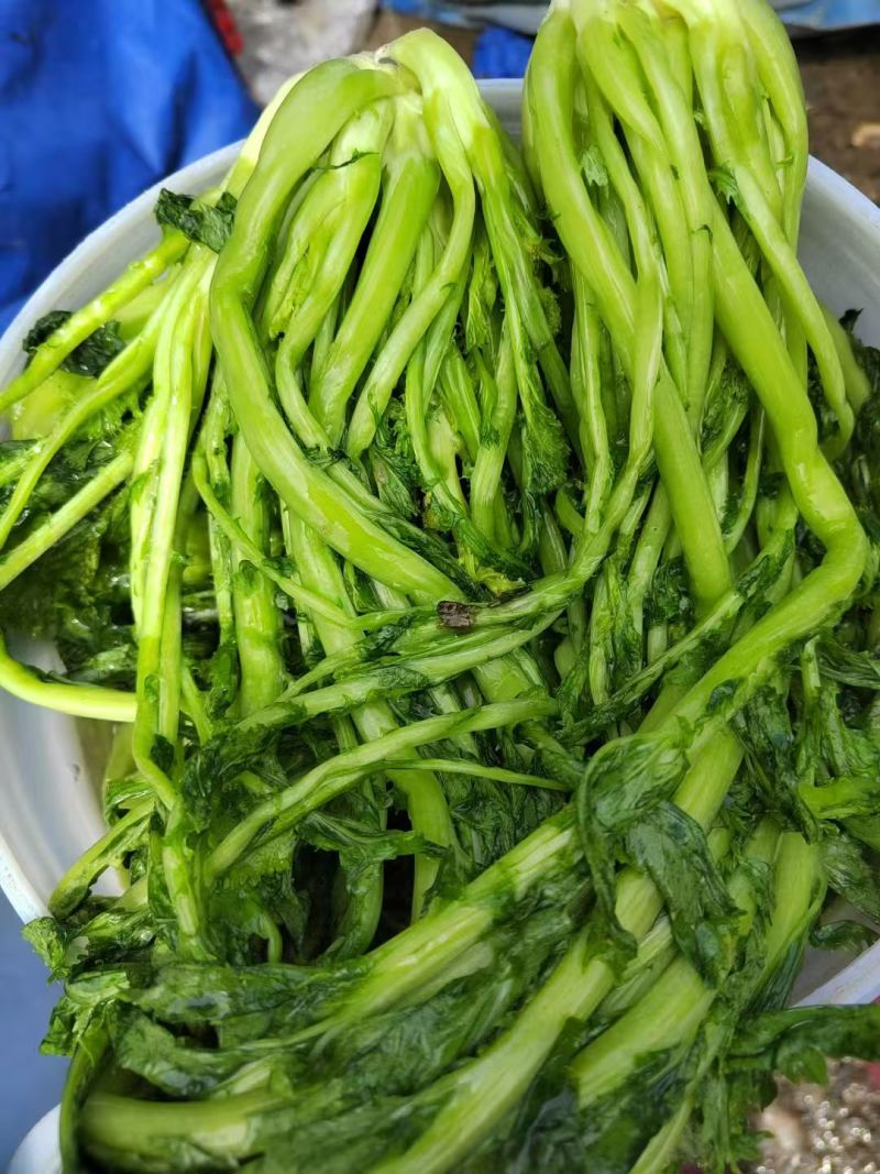 雪里红腌菜大量有货基地直供品质优可视频看货
