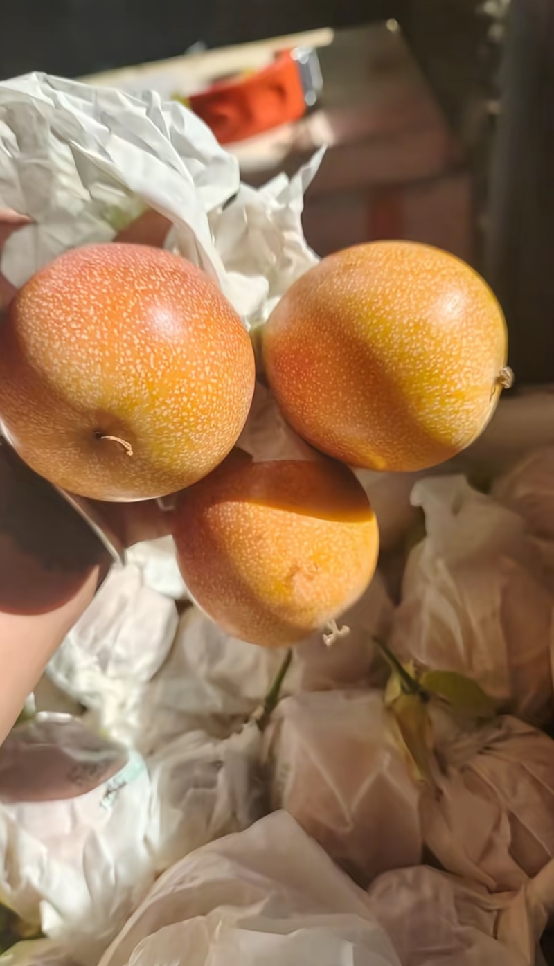批发哥伦比亚热情果