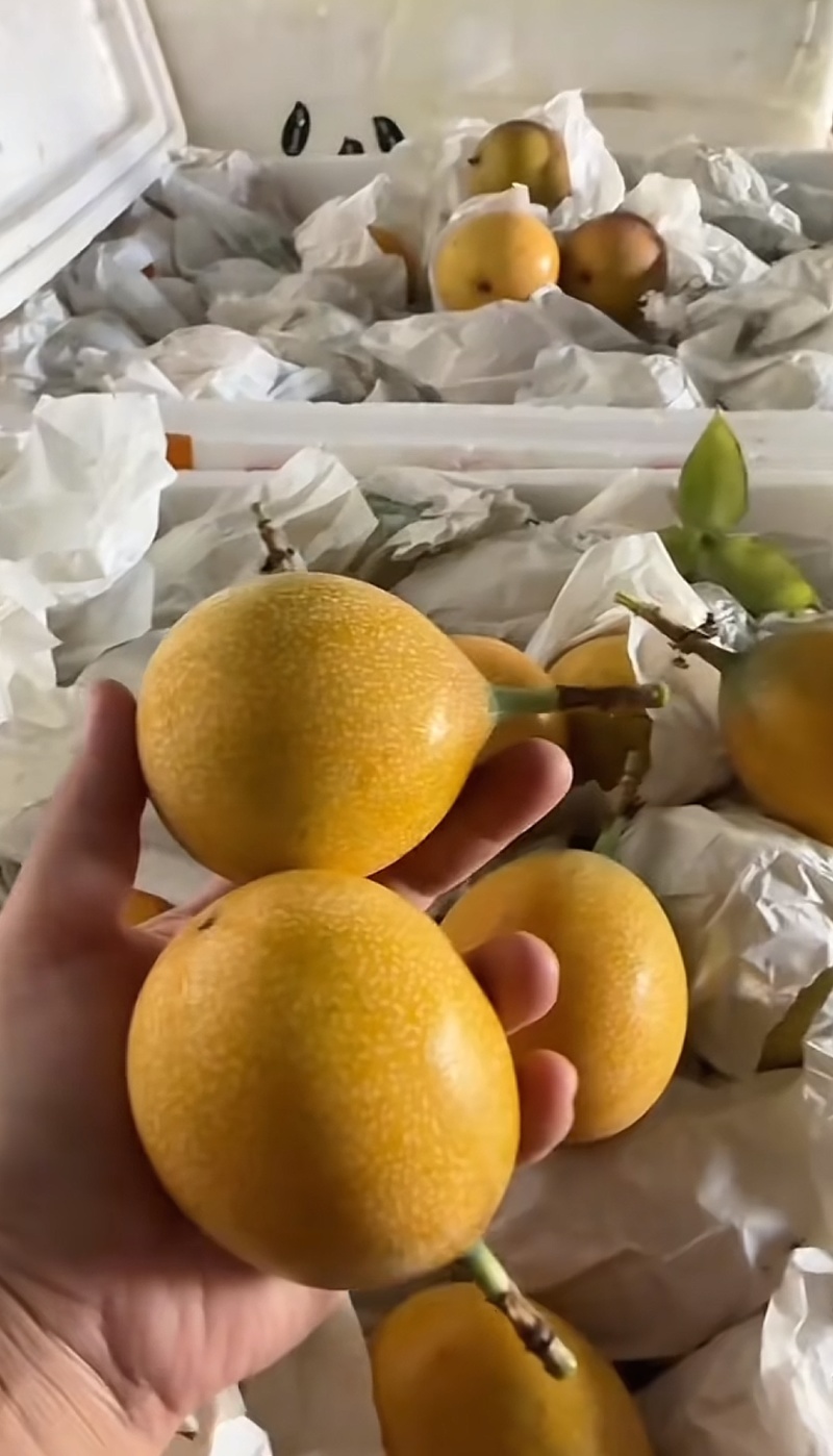 批发哥伦比亚热情果