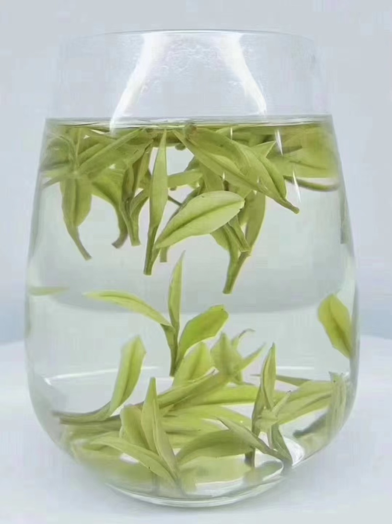 贵州原产地安吉白茶