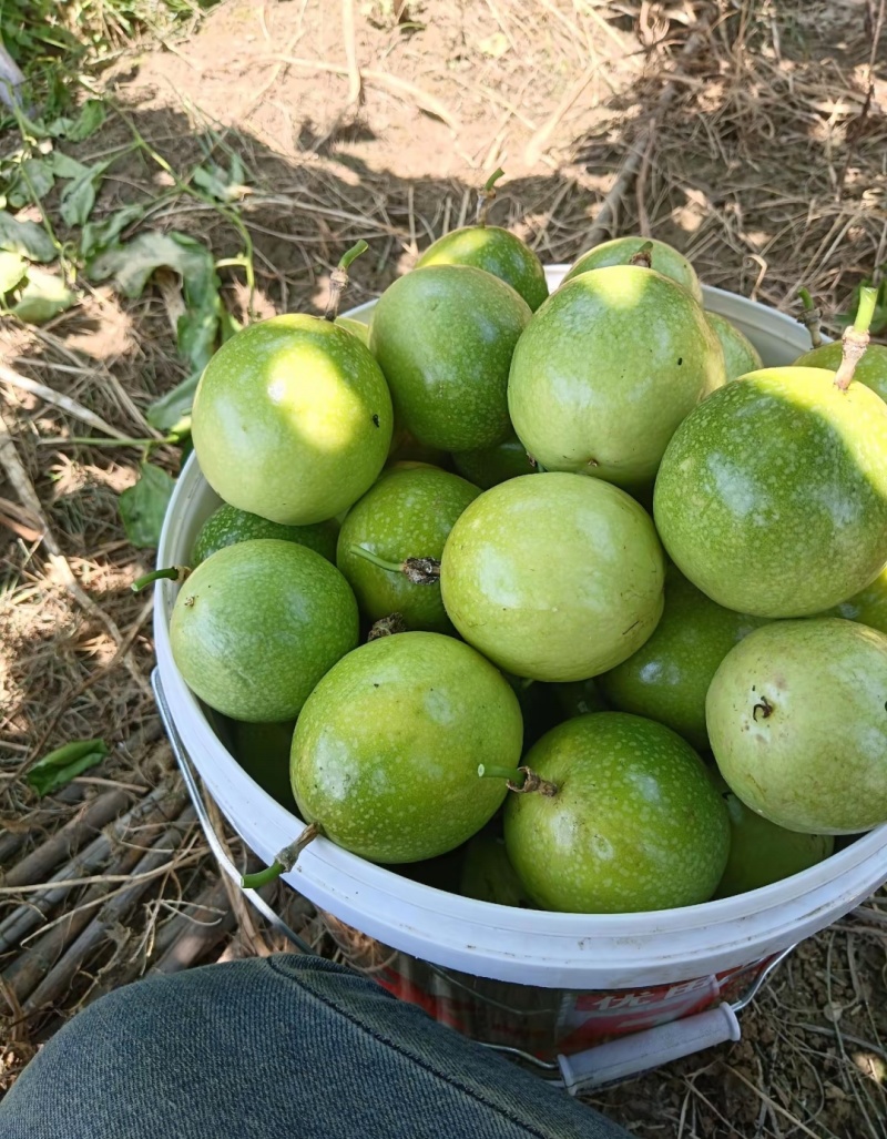 钦蜜9号百香果批发