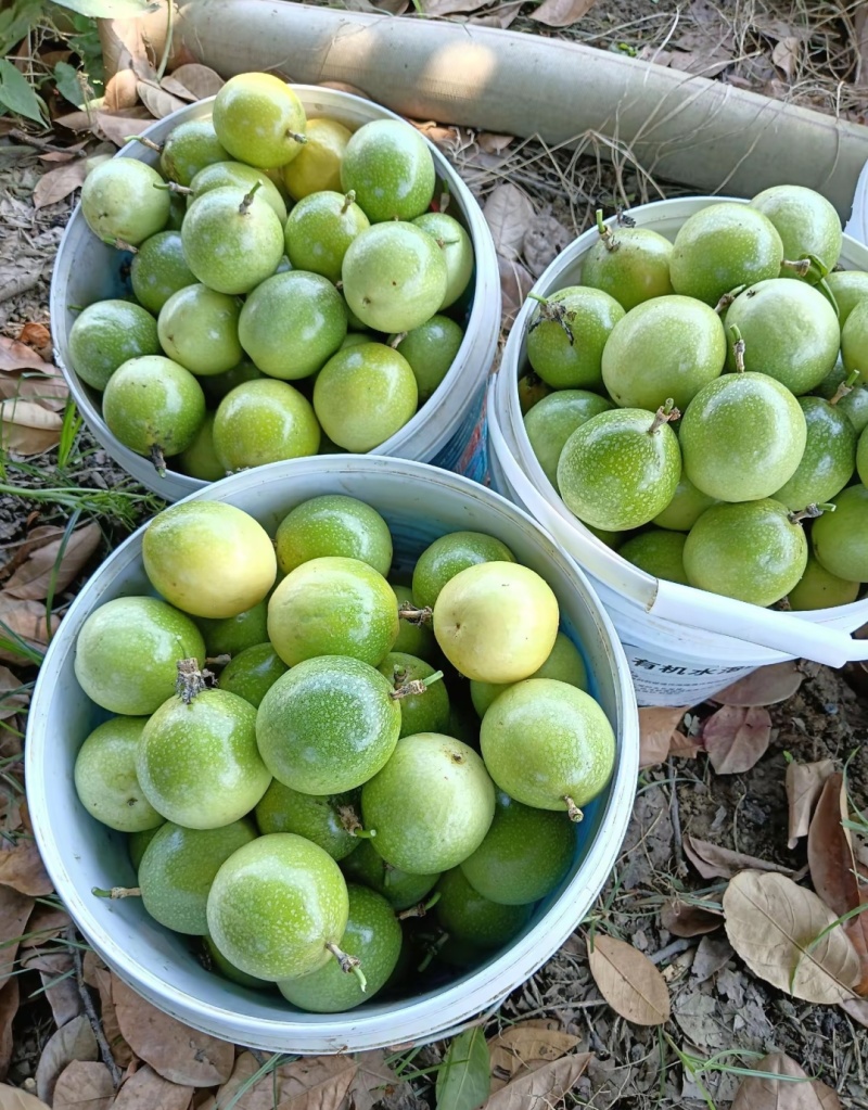 钦蜜9号百香果批发