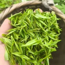 信阳毛尖茶/河南信阳浉河区产地直采/对接全国采购商