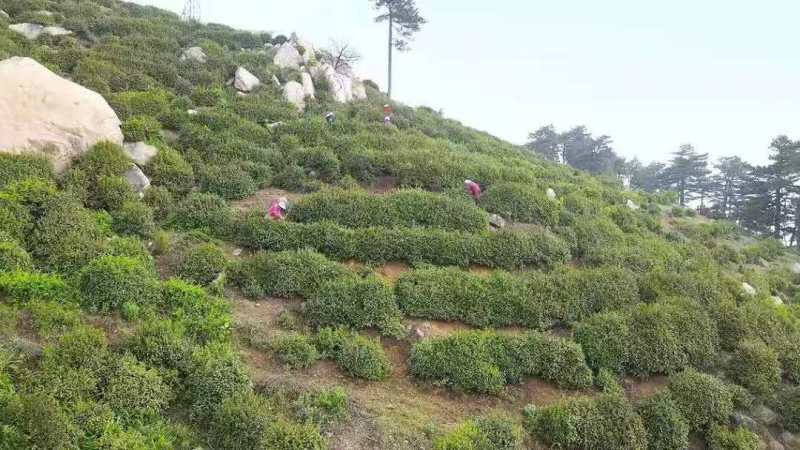 信阳毛尖茶/河南信阳浉河区产地直采/对接全国采购商
