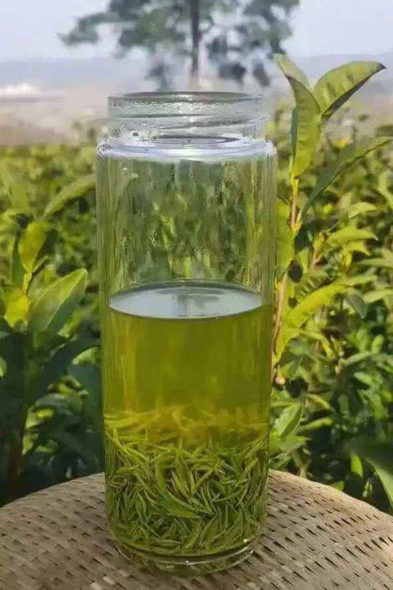 信阳毛尖茶/河南信阳浉河区产地直采/对接全国采购商