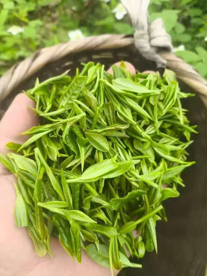 信阳毛尖茶/河南信阳浉河区产地直采/对接全国采购商