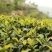信阳毛尖茶/河南信阳浉河区产地直采/对接全国采购商