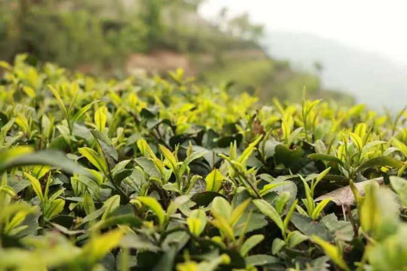 信阳毛尖茶/河南信阳浉河区产地直采/对接全国采购商
