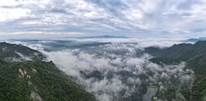 信阳毛尖茶/河南信阳浉河区产地直采/对接全国采购商