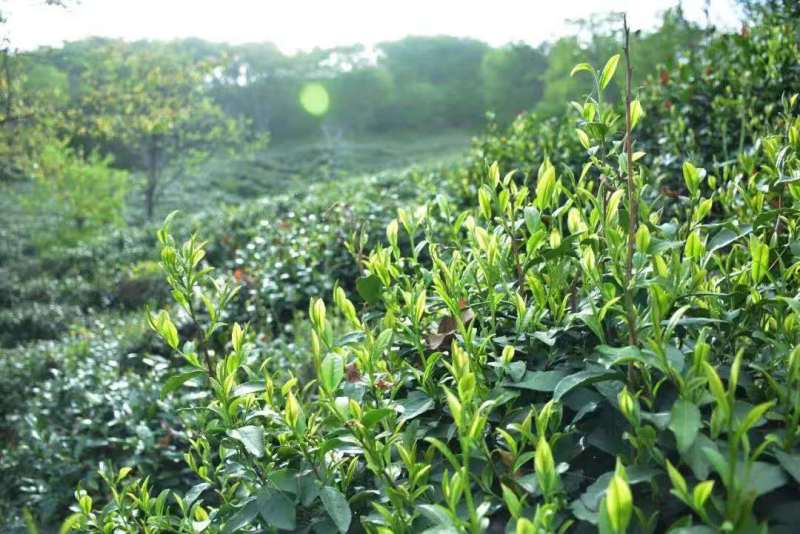 信阳毛尖茶/河南信阳浉河区产地直采/对接全国采购商