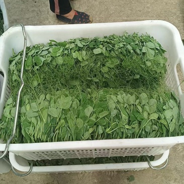 豌豆尖